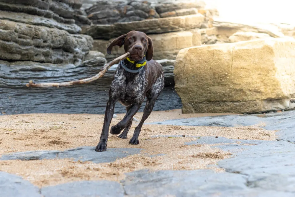 Les accessoires indispensables pour le bien-être et l’épanouissement de votre chien
