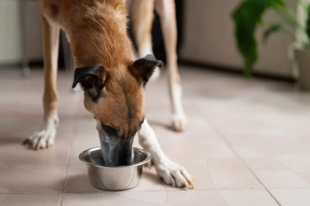 Les aliments pour chiens et leurs bienfaits