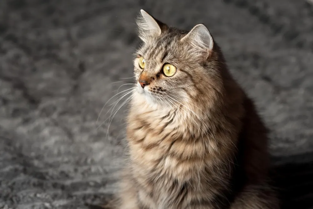 Les avantages des animaux de compagnie