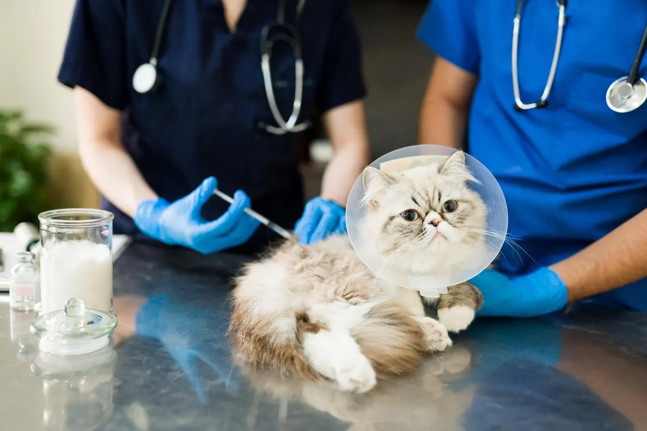 Assurances animaux : pourquoi souscrire une assurance pour son animal ?