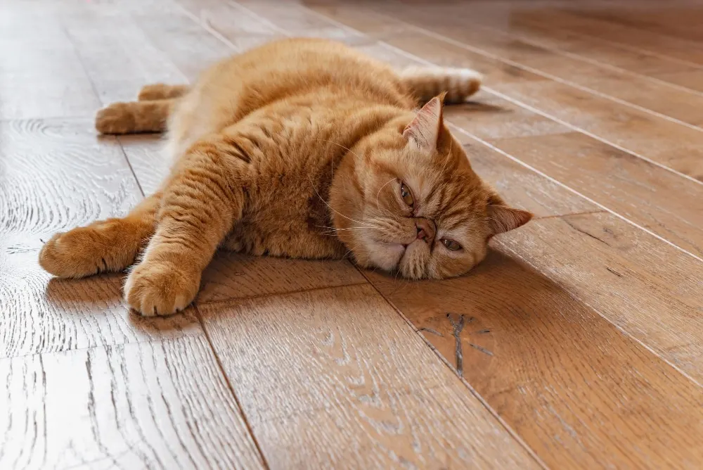 Les bienfaits des animaux de compagnie : le chat