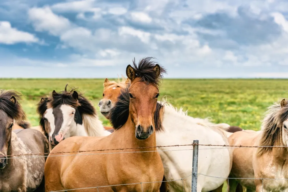 Cheval : un animal incontournable
