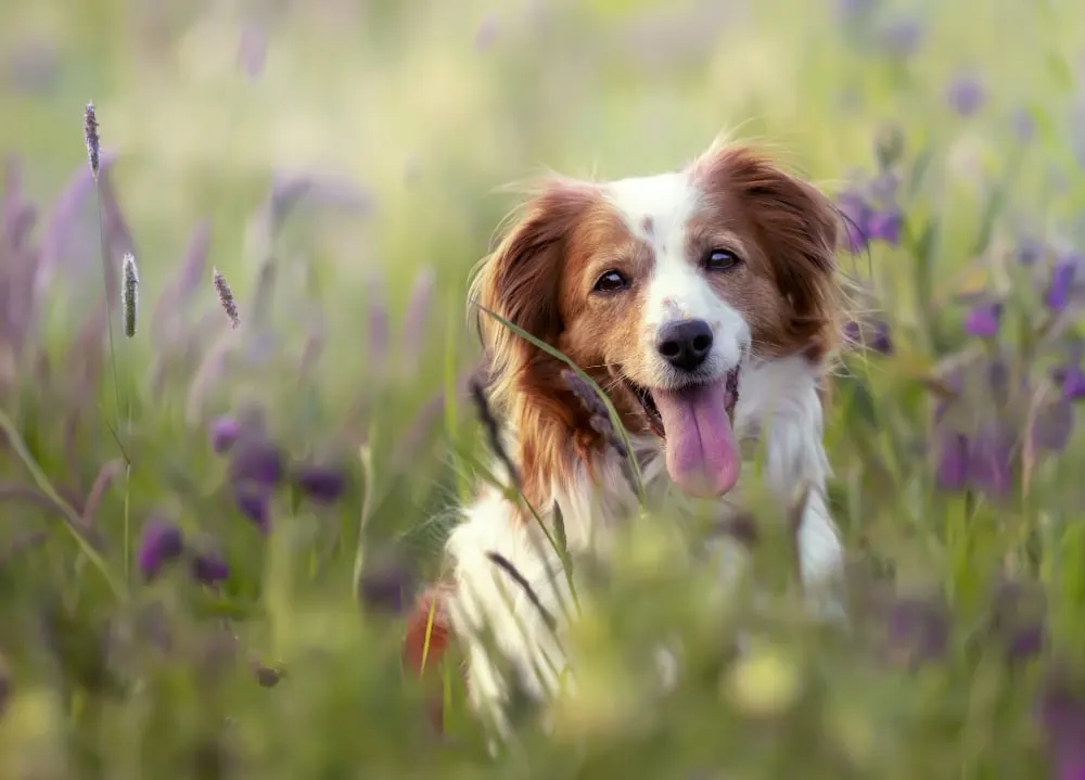 Les animaux de compagnie : le chien