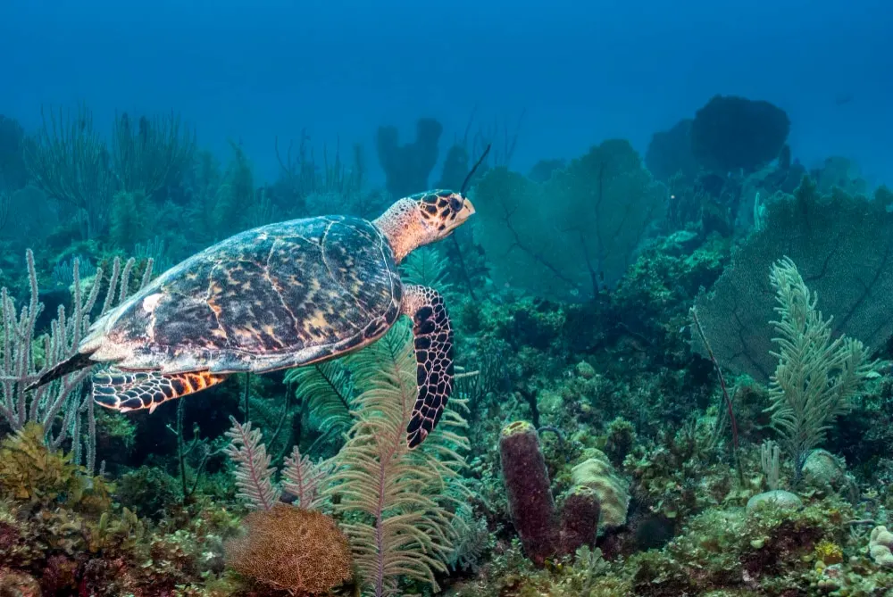 Tortue : tout ce qu’il faut savoir