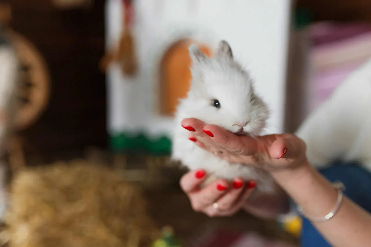 Assurance lapin