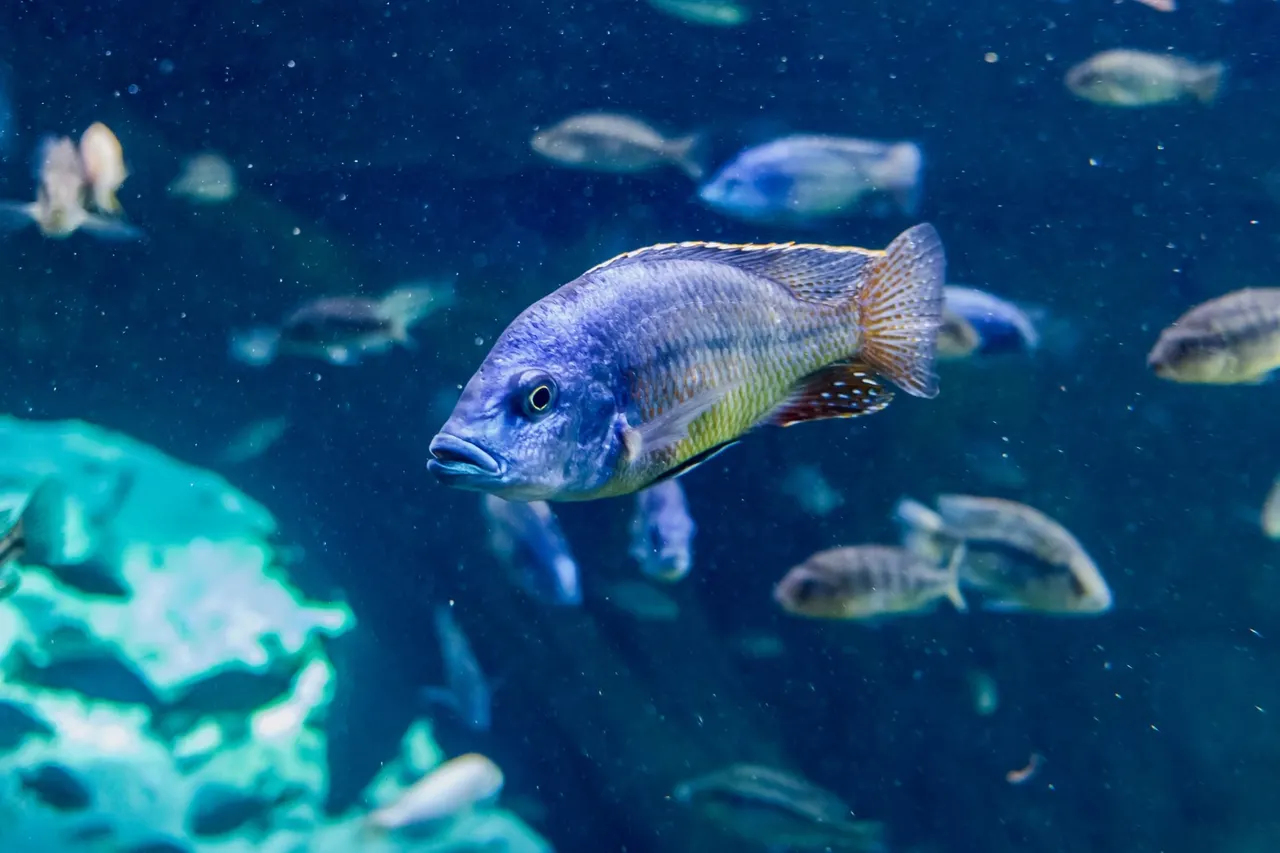 Comment nettoyer aquarium très sale ?