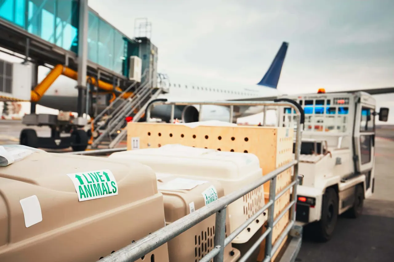 comment réserver un billet d’avion pour un chien