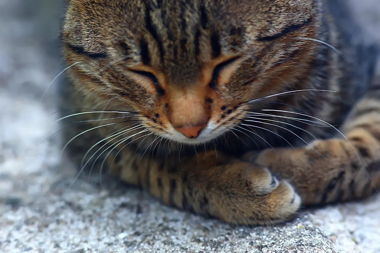 Comment traiter la stase gastro-intestinale chez le chat ?