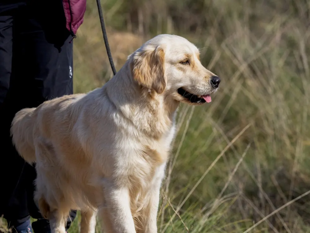 Les différents comportements du chien