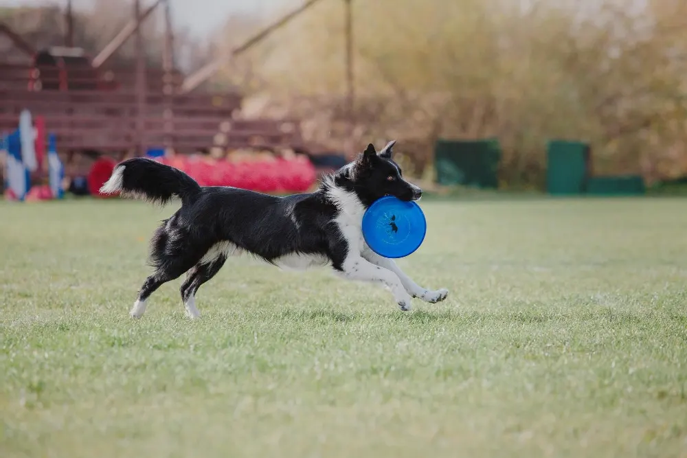 L’entraînement des chiens pour les activités de chasse et de concours