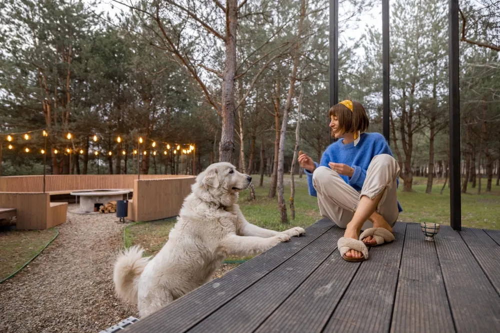 Garde de chiens : pourquoi et comment