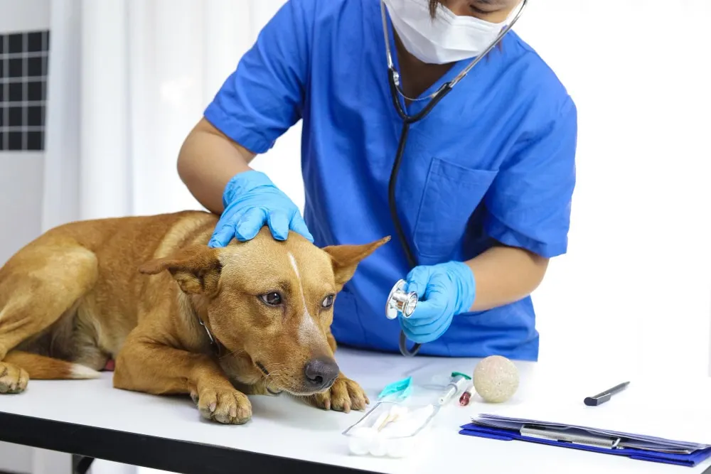 Médicaments pour chiens – Quand et Pourquoi ?