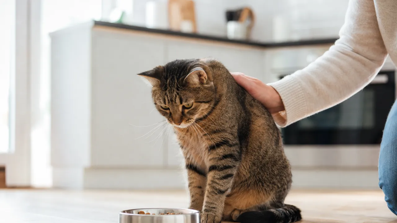 Chat assis près de sa gamelle vide dans une cuisine lumineuse
