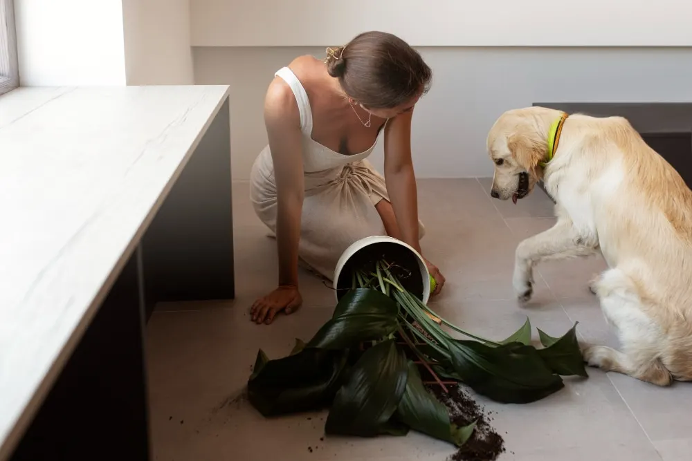 Comment le dressage peut améliorer l’obéissance d’un chien ?
