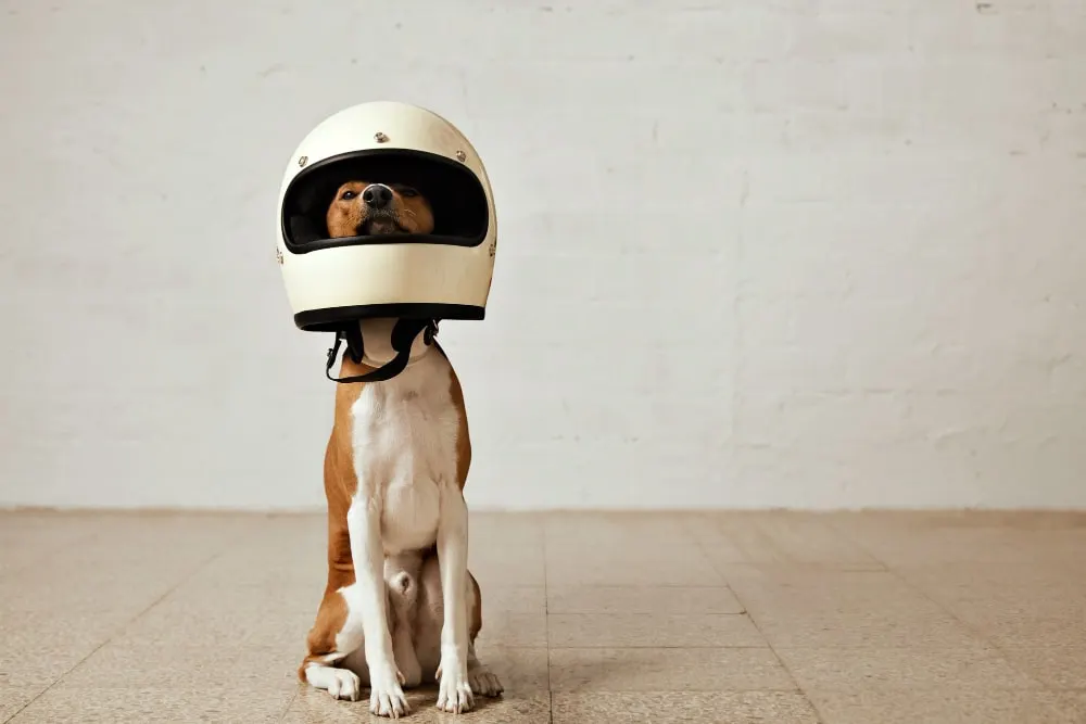 Protection des chiens : les accessoires qui offrent une sécurité complète