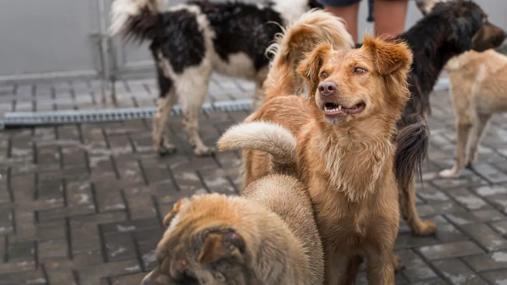 Les Refuges pour Chiens : Un Lieu d’Accueil et de Soins pour les Animaux Abandonnés