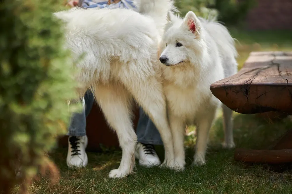 Comprendre la santé des chiens