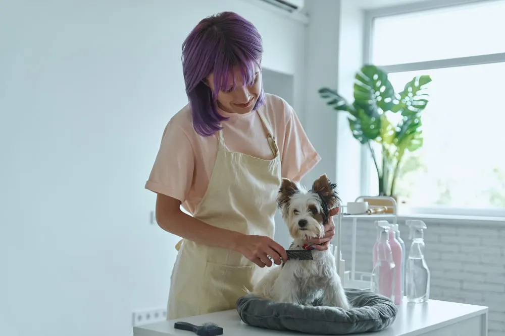 Le toilettage des chiens : pourquoi et comment le faire