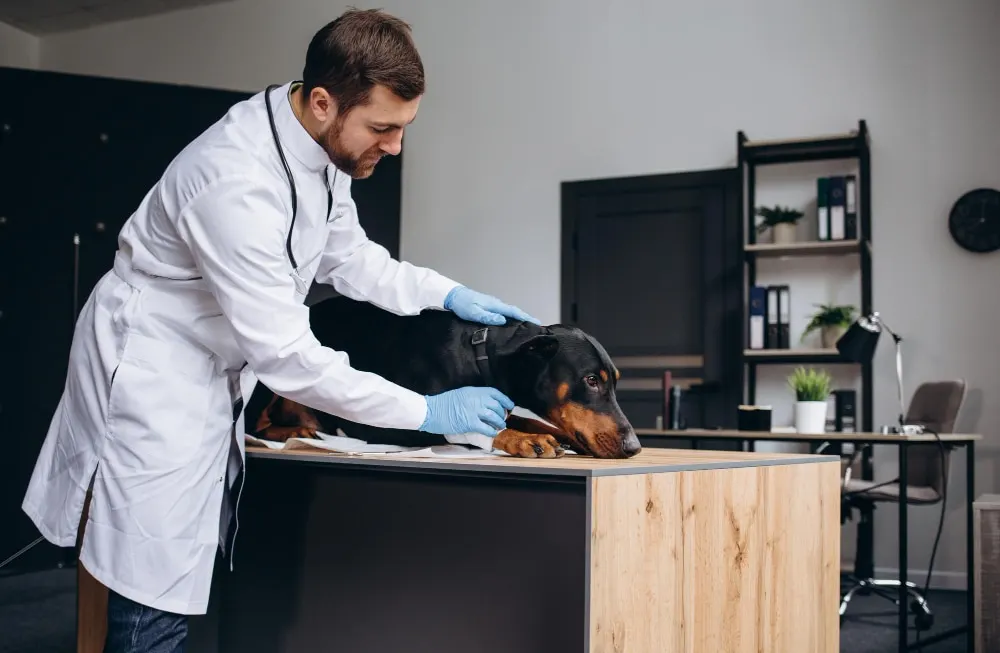 Vaccination des chiens – Un guide complet